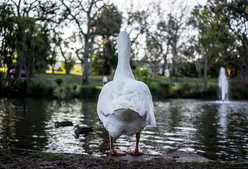 duck-1033310__340.jpg