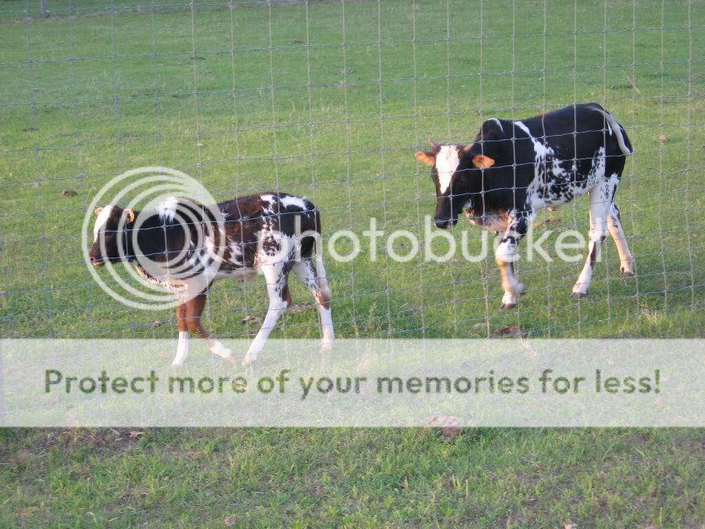 1spottedzebu.jpg
