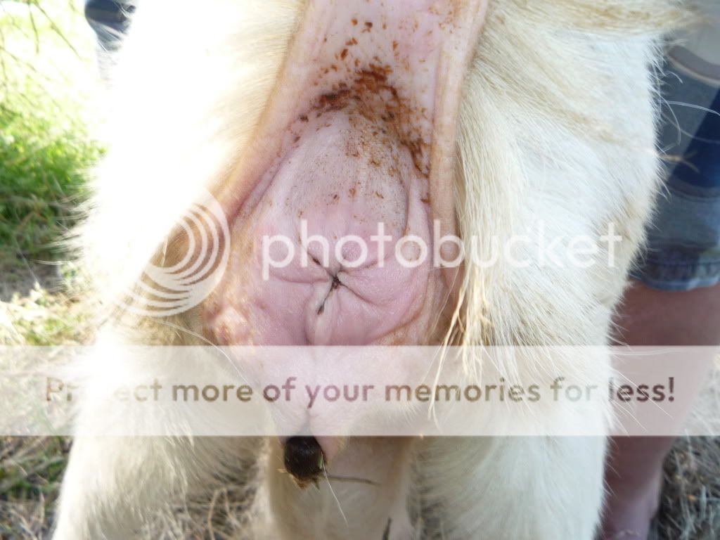 goat019.jpg