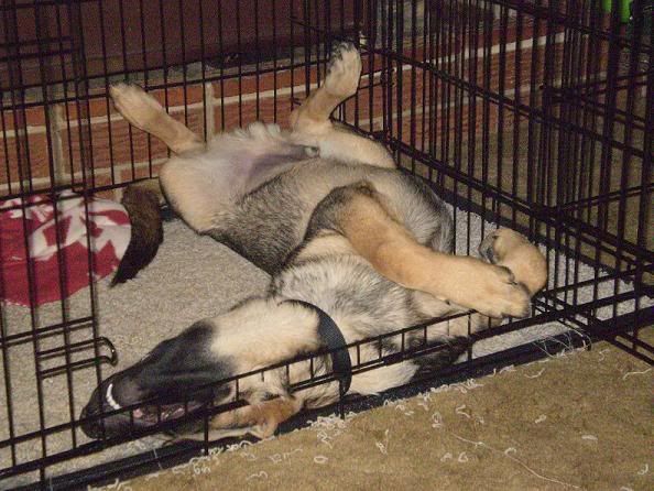 JaxSleeping208-20-09.jpg