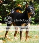 dogpics008-1-1.jpg