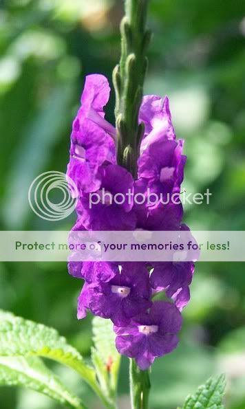 purple-flower.jpg