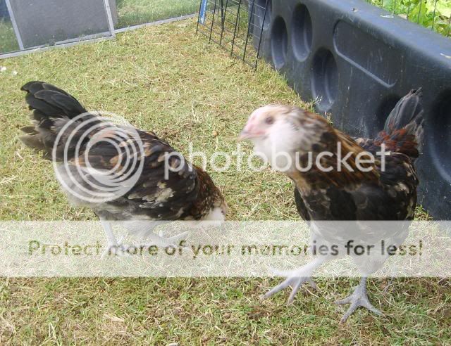roosters005.jpg