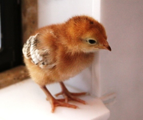 new_hampshire_red_chick.jpg