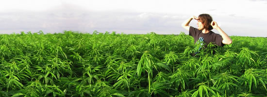 weedfield.jpg