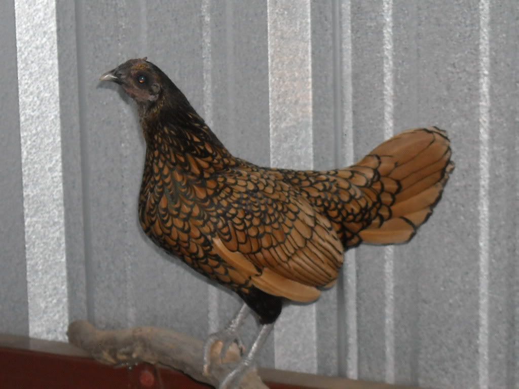 yardbirds005.jpg