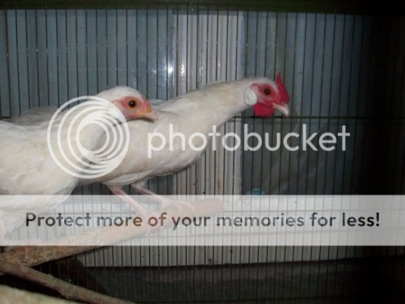 100_8868.jpg