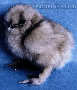 SilkieBlueChik.JPEG