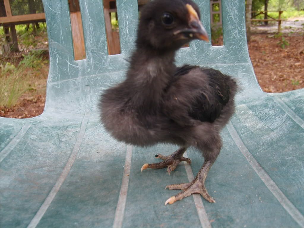 Raven2.jpg