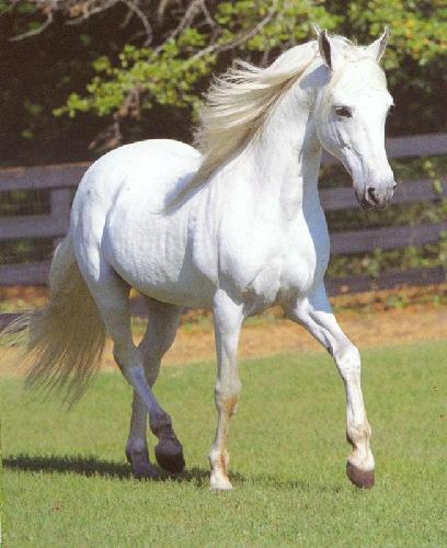 white%2Bhorse