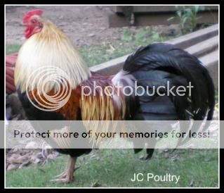 JungleFowl.jpg