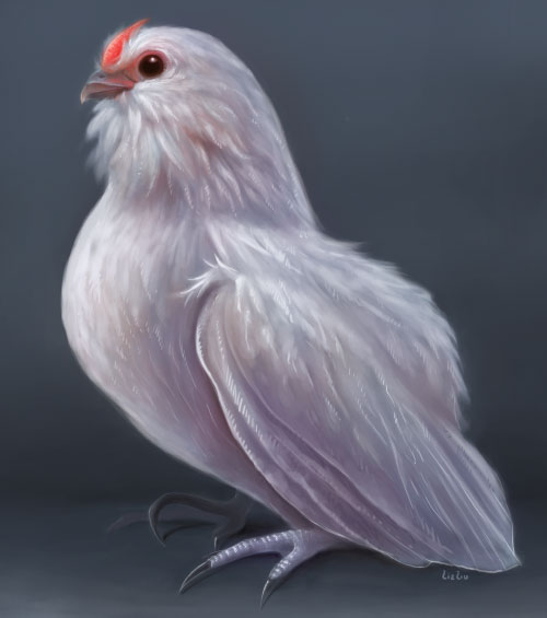 belgian_bearded_de_grubbe_bantam_hen5.jpg