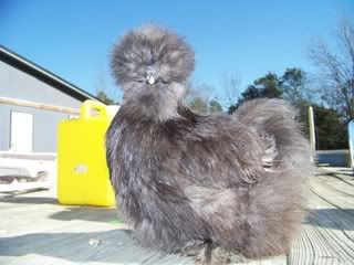 Chickens003-1.jpg