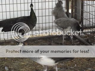 peahens.jpg