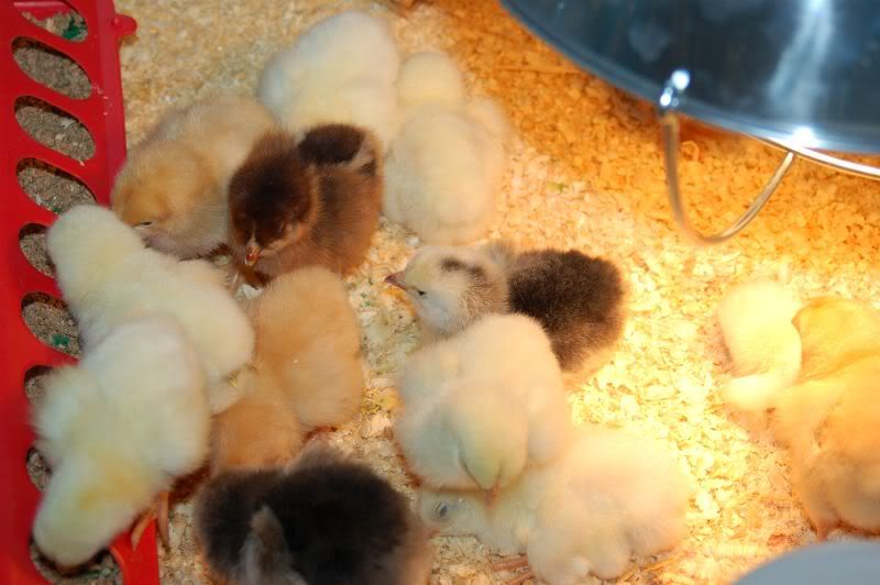 3-8-10chicksx30.jpg