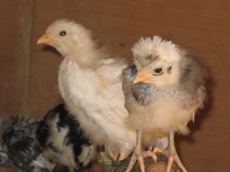 Chicks015-1.jpg