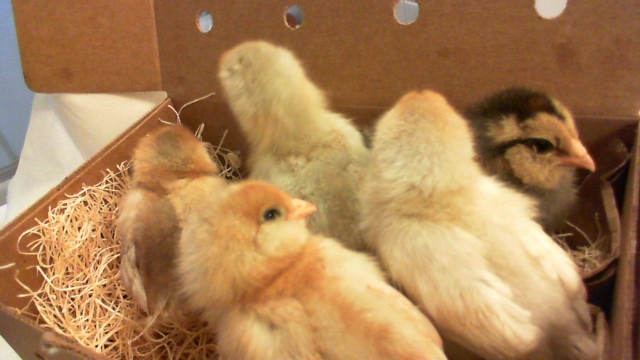 boxofchick2.jpg