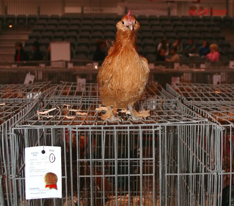 IMG_6146_RAWF_LCRT2007.jpg