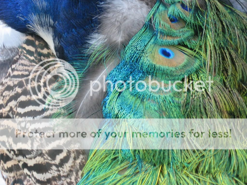 IMG_4294.jpg