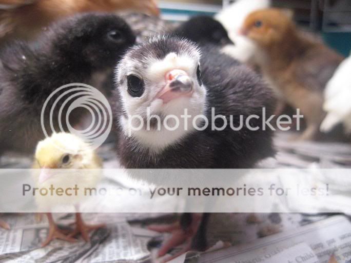 turkb.jpg