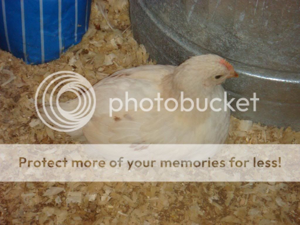 specialoandanimals106.jpg