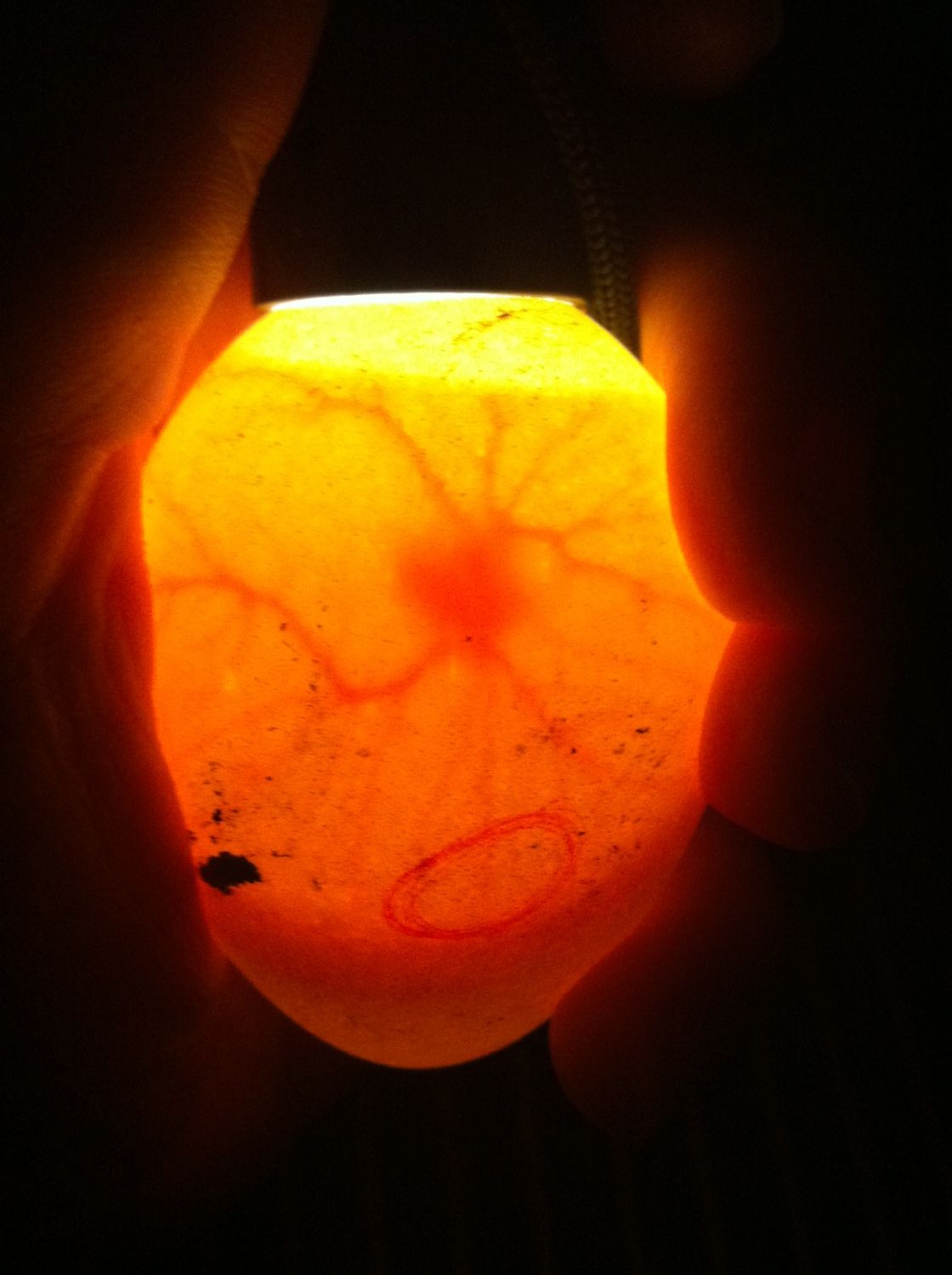 175x400px-LM-5a0f002d_candledegg.jpeg