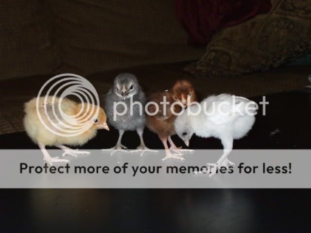 DSCF0523-2.jpg