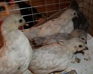 Chickens1-10100.jpg