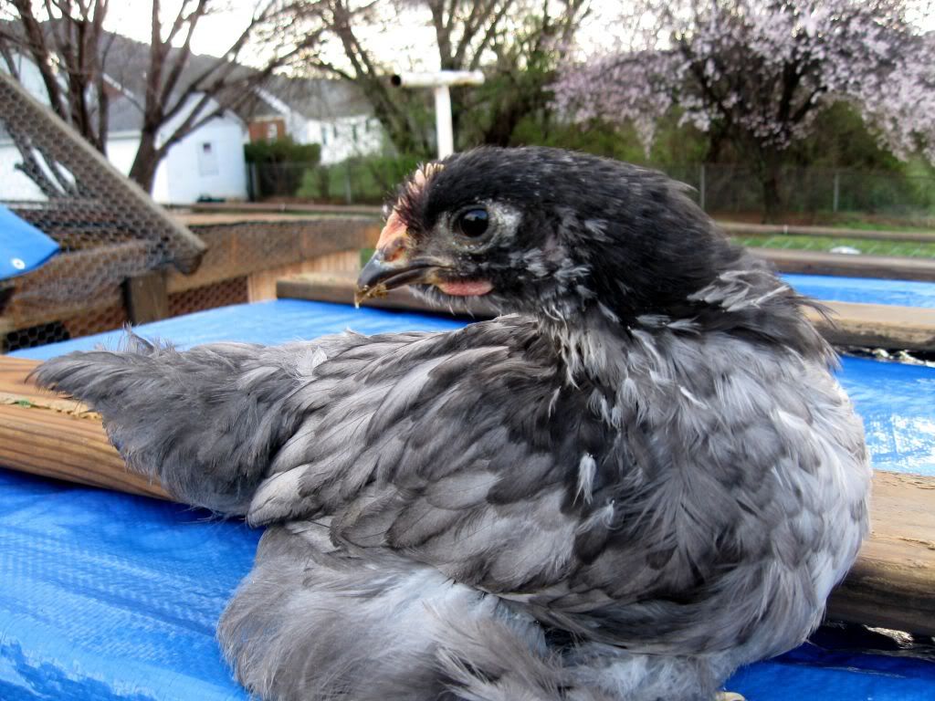 chickens007.jpg