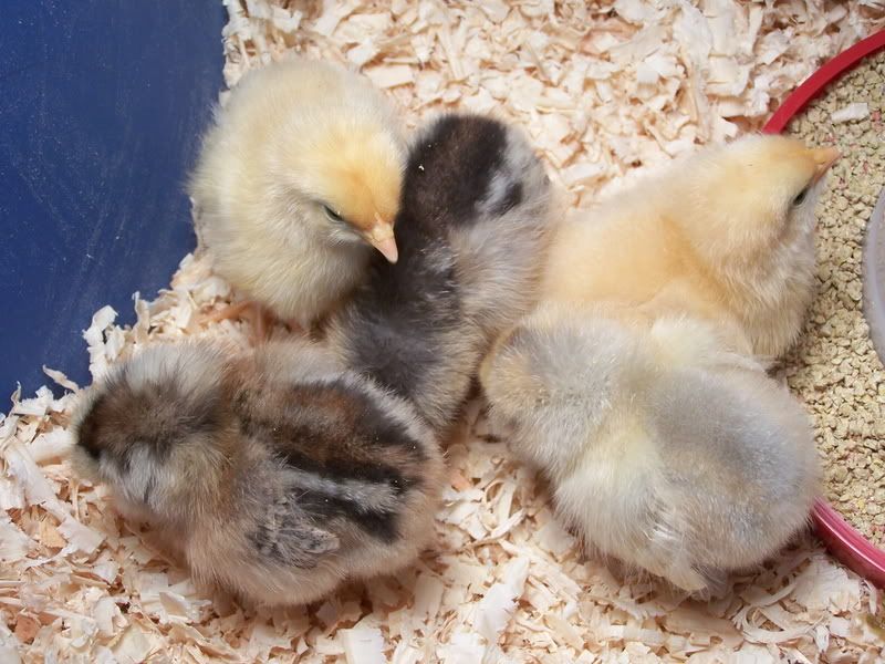 NewMarchChicks09009.jpg