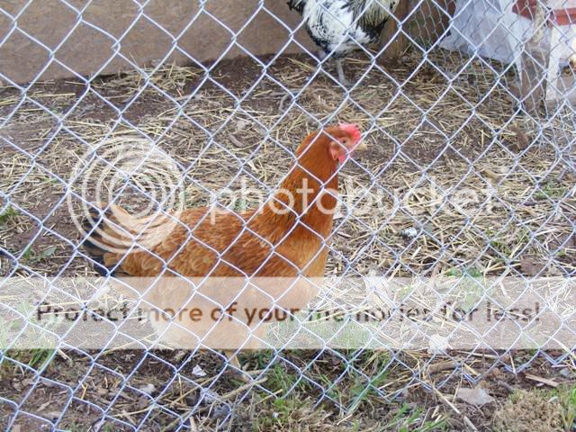 Coop-fence009.jpg