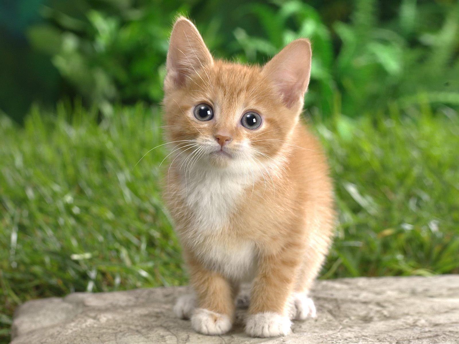 kitten+1.jpg