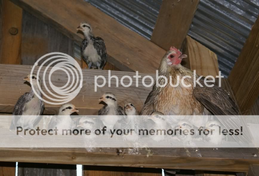 roost.jpg