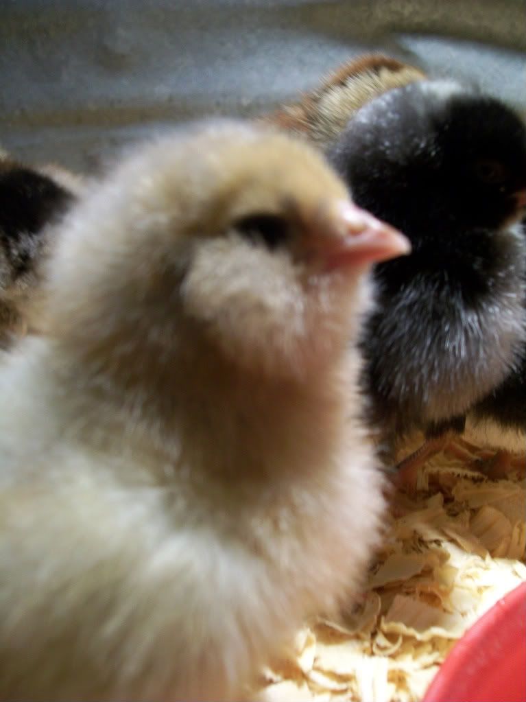 chicks2029-1.jpg