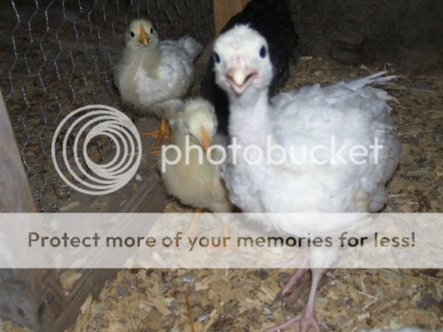 Turk20-1.jpg