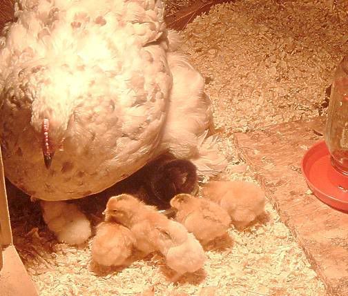 Dottieandchicks225Oct07.jpg