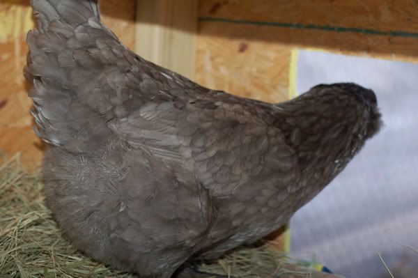chicken-4.jpg