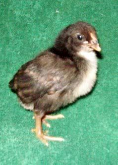 Araucana2a-0502.jpg
