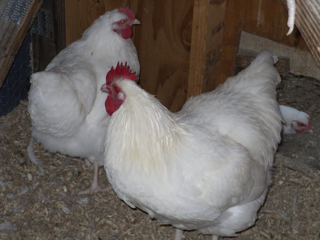 WhiteOrps007.jpg