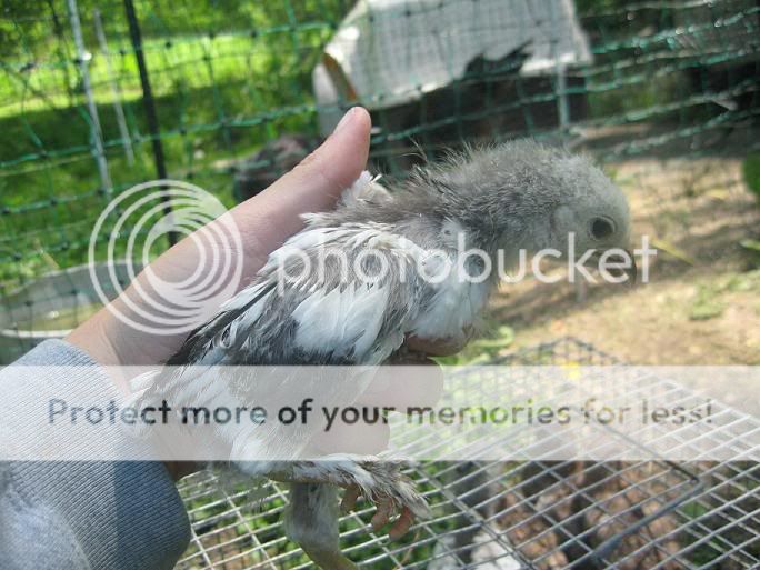 chick2-1.jpg