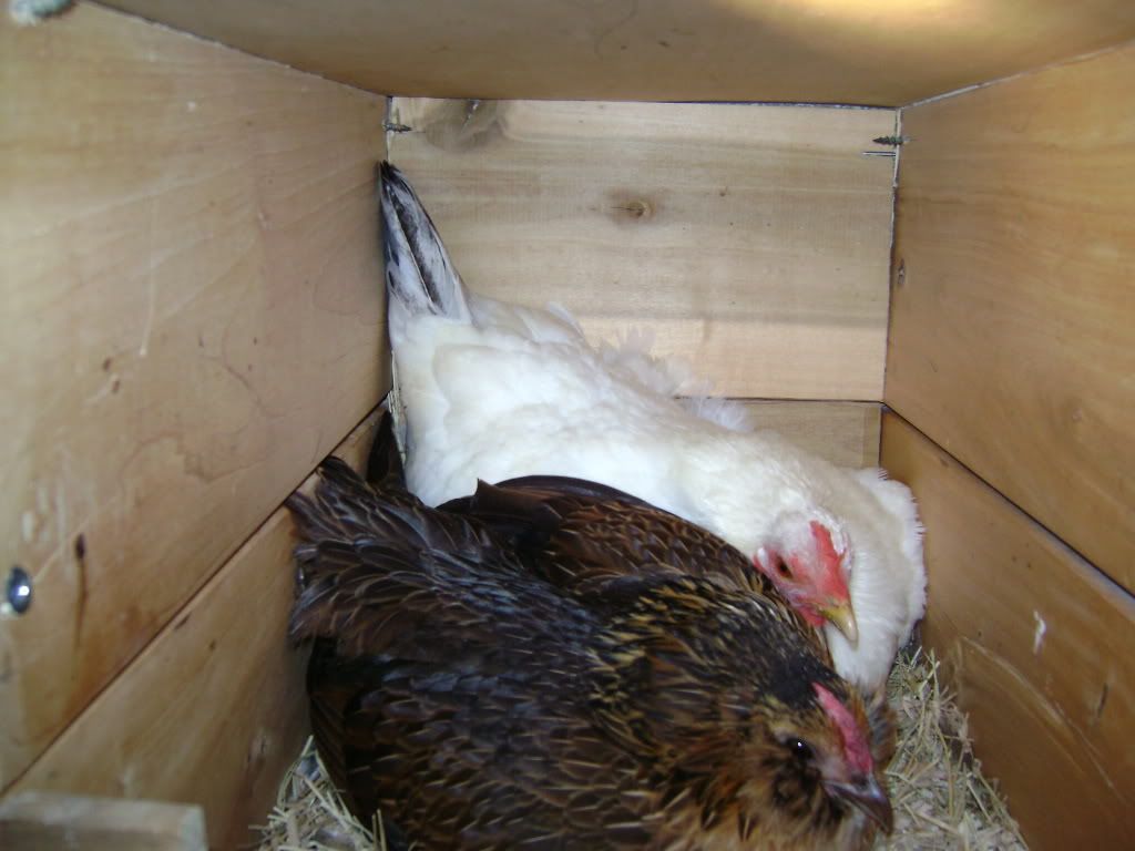 DSC00009.jpg