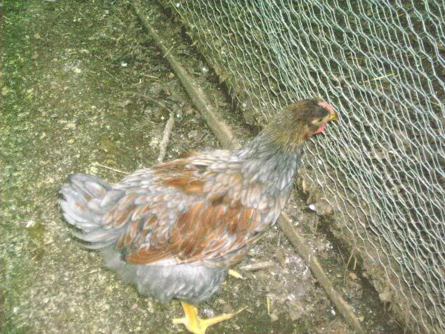 Picture084.jpg