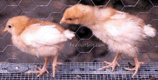 IsaBrChix.JPEG
