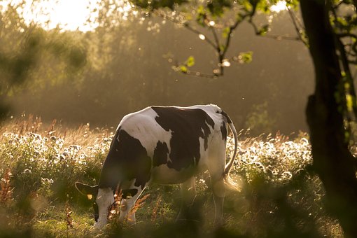 cow-2578458__340.jpg