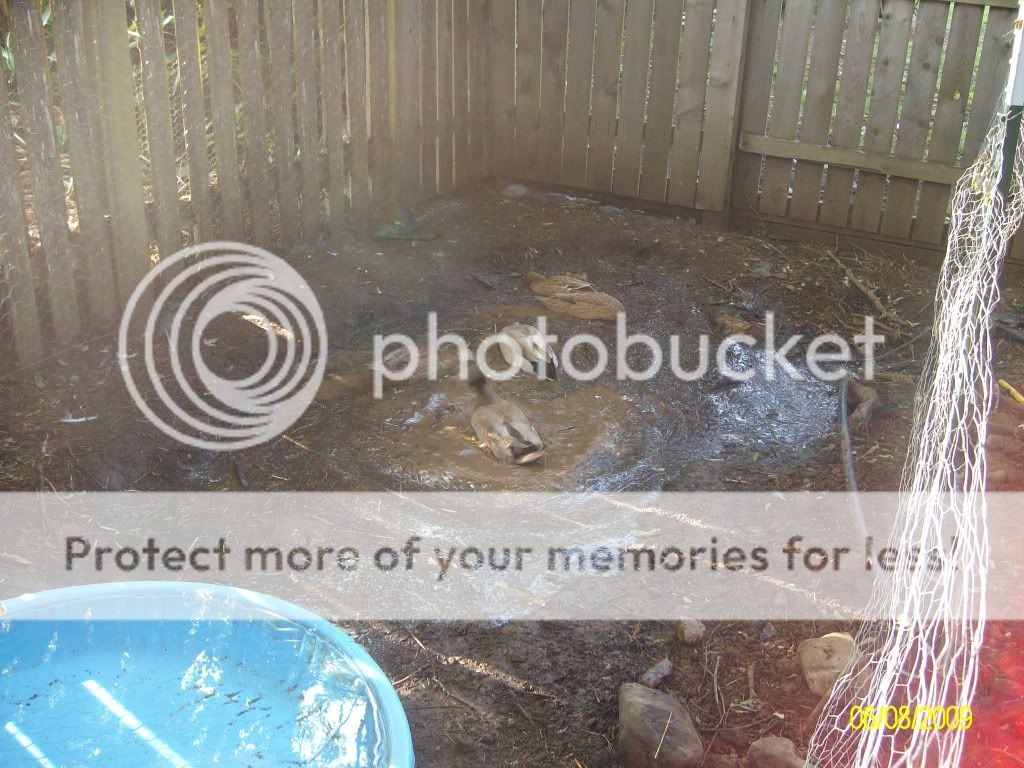 Duckies002.jpg