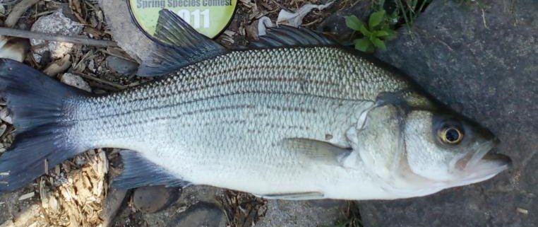 white_bass_closeup_jdunf_1.jpg