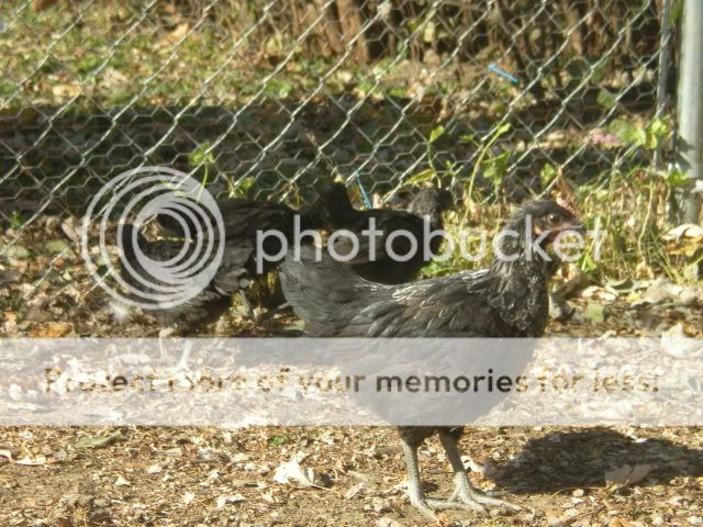 fallchicksandtheboys003.jpg