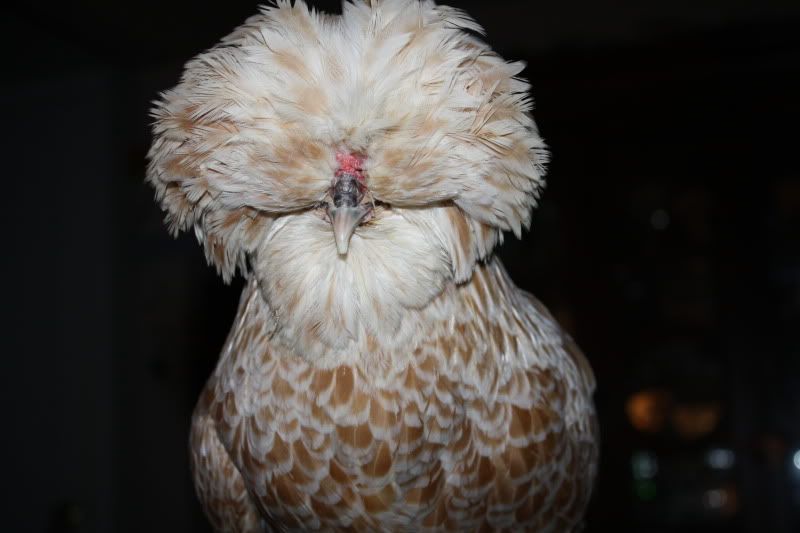Newchikens012.jpg