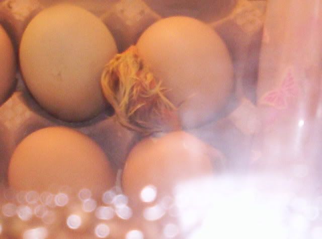 Babychicks002.jpg