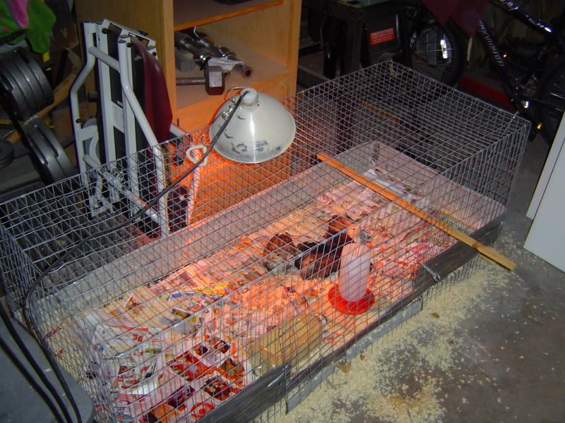 Cage003.jpg